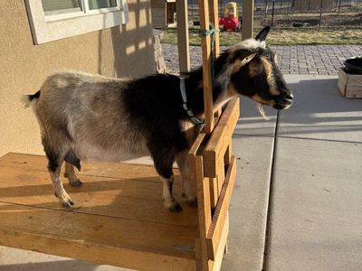 Nigerian Dwarf Goat in Milk