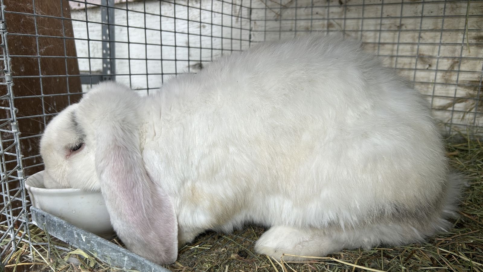 French lops