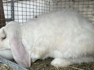 French lops