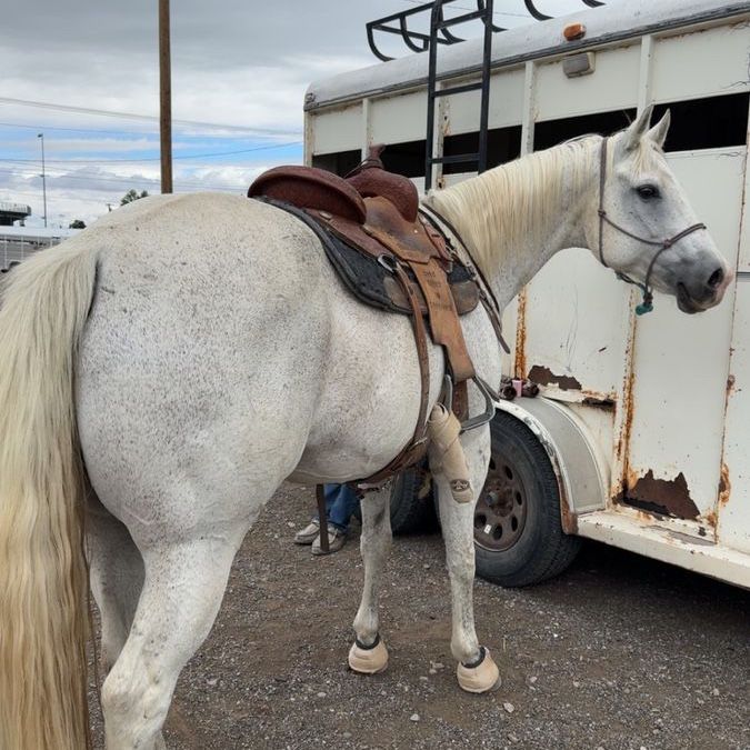 barrel saddle 14in