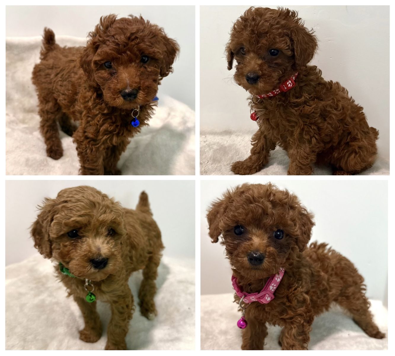 Red AKC Mini Poodle Puppies