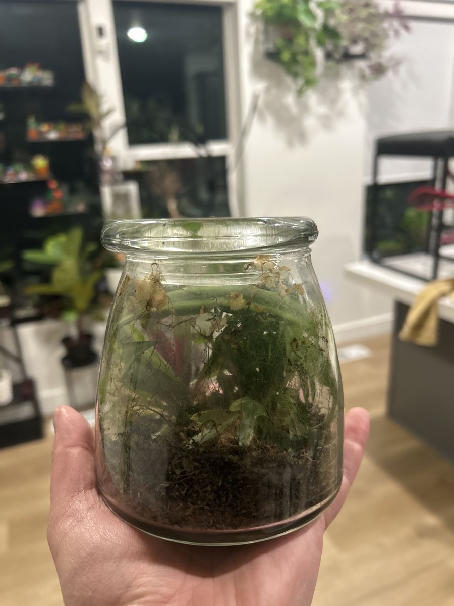 Terrarium