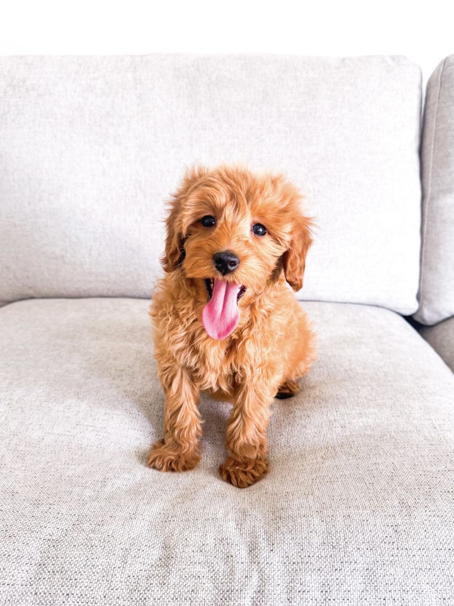 Gorgeous 15lb Goldendoodle Golden Doodle Girl