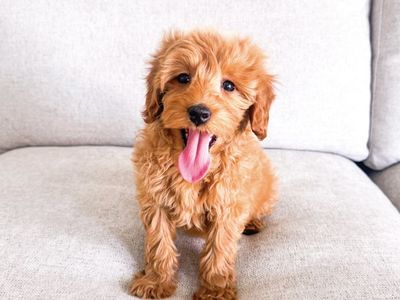 Gorgeous 15lb Goldendoodle Golden Doodle Girl