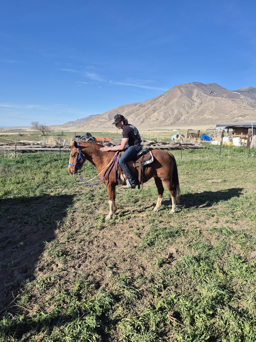 Fox Trotter quarter mix