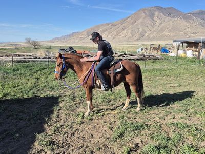 Fox Trotter quarter mix