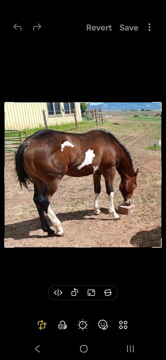 2025 APHA  not gelded yet colt