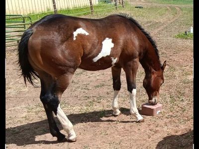 2025 APHA not gelded yet colt