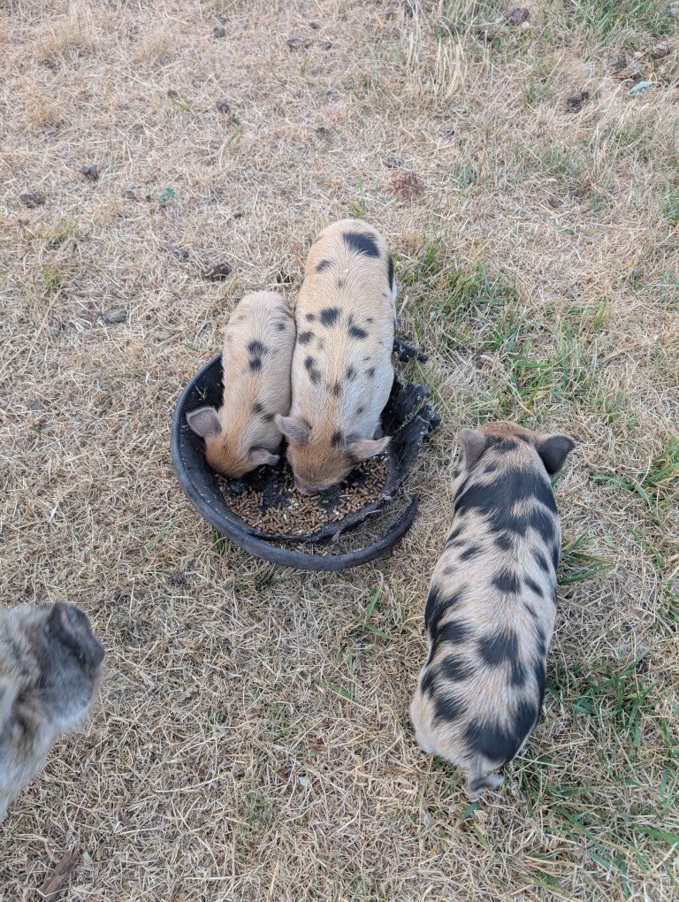 kunekune piglets