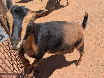 Friendly Blue-Eyed Nigerian Dwarf Doe