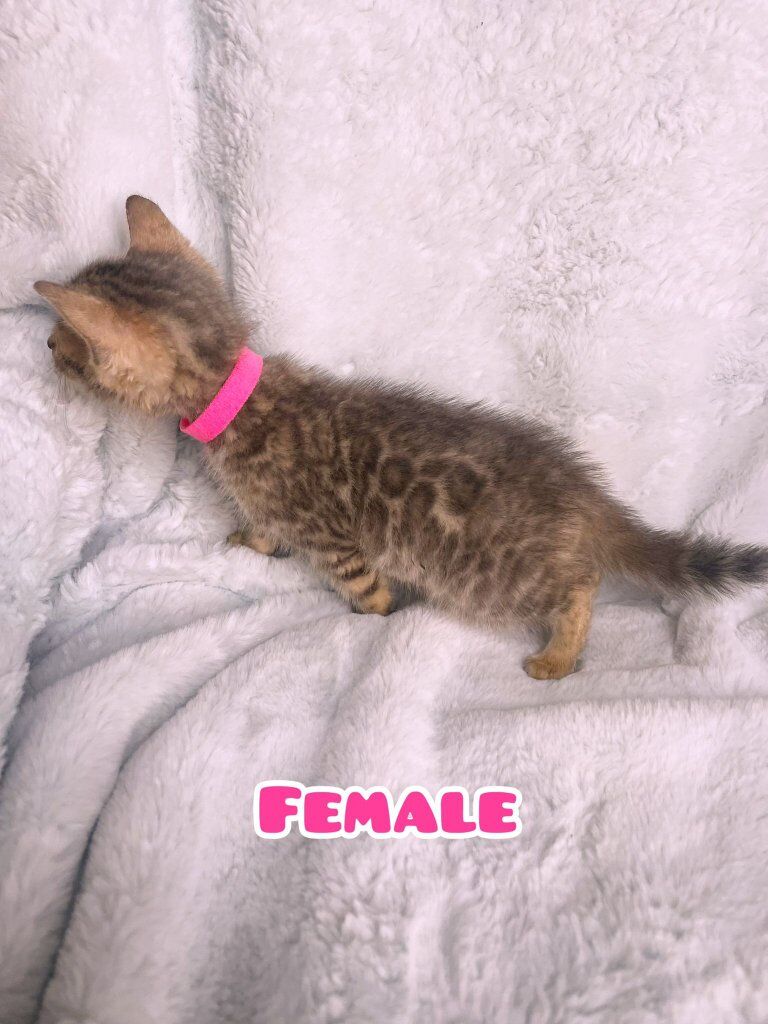 Bengal ready to go to new home