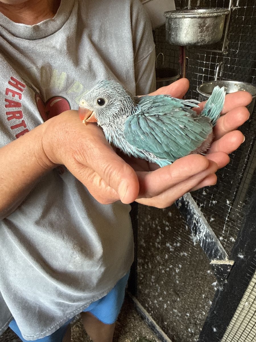Indian Ringneck