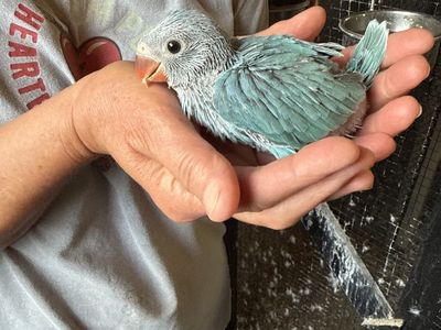 Indian Ringneck