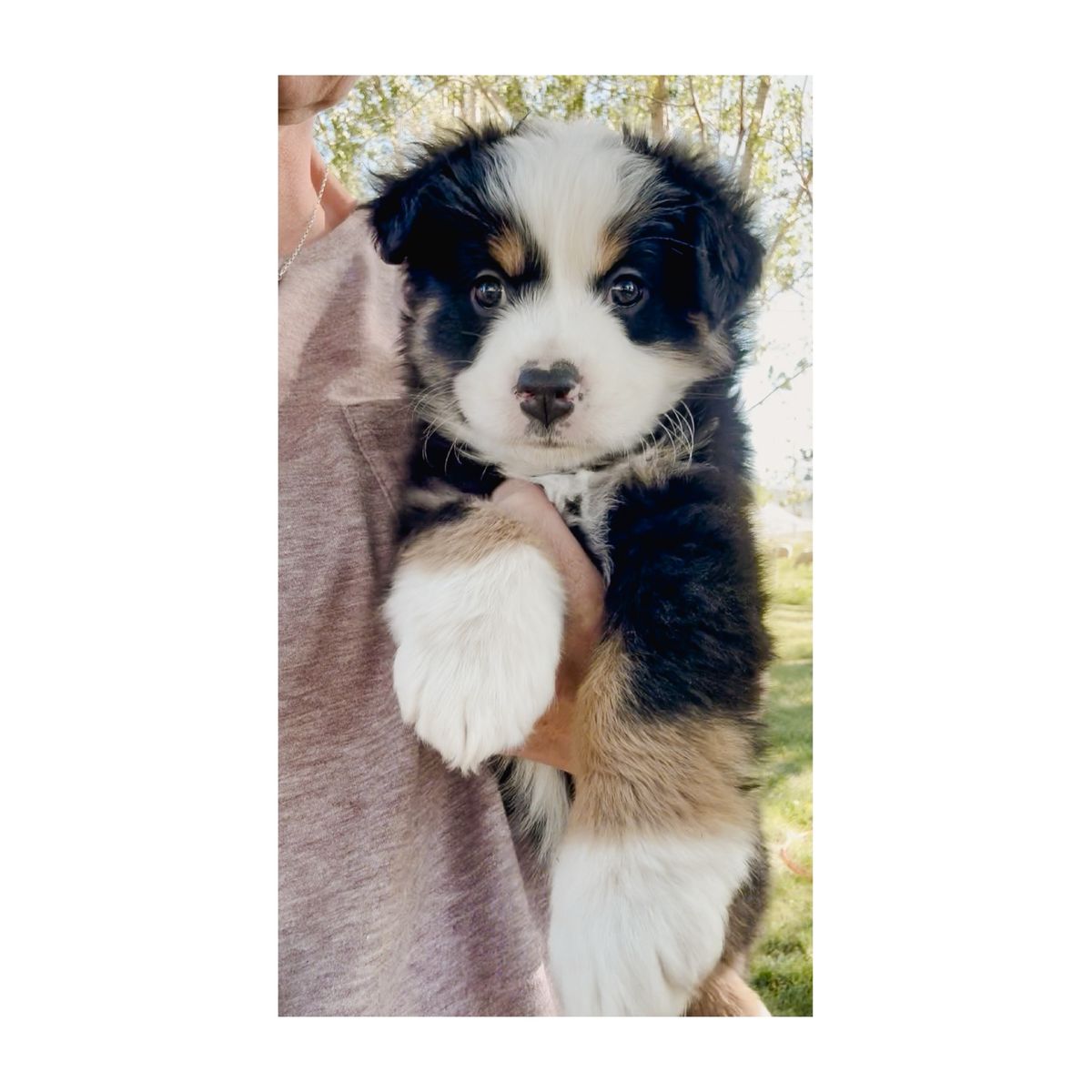 Mini Australian Shepherd / Mini Aussie