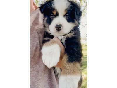 Mini Australian Shepherd / Mini Aussie