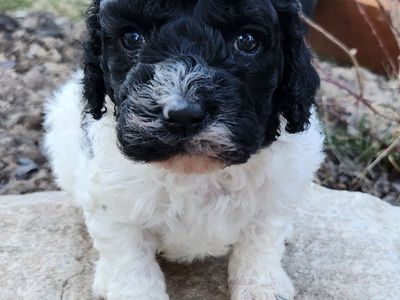 F1b Cavapoo Female Puppy