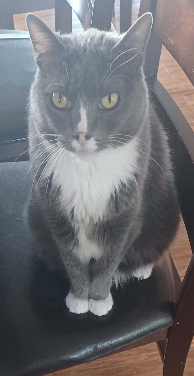 Lost Cat - Olympus Hills Area