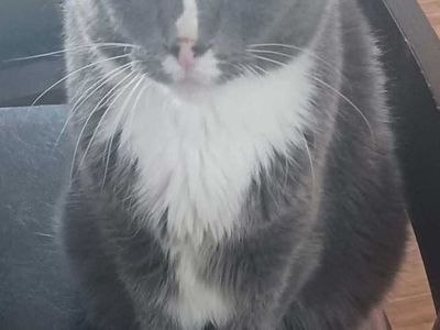 Lost Cat - Olympus Hills Area