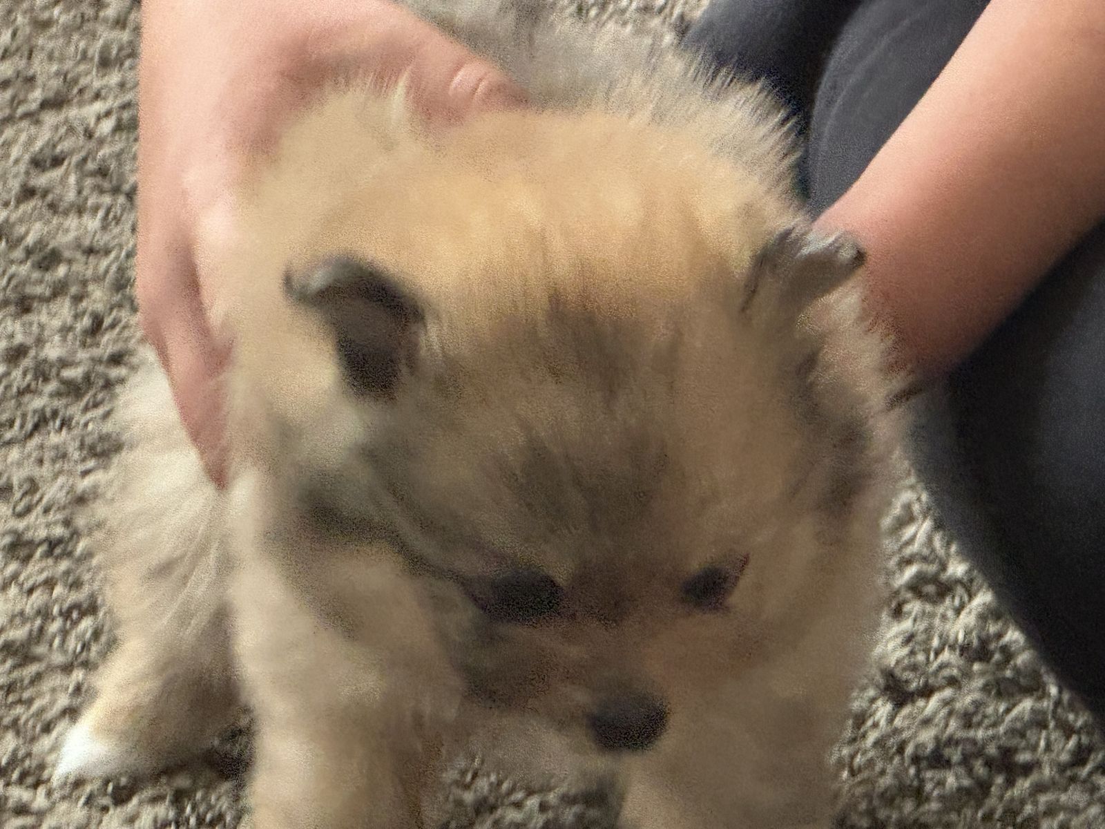 Akc Pomeranian