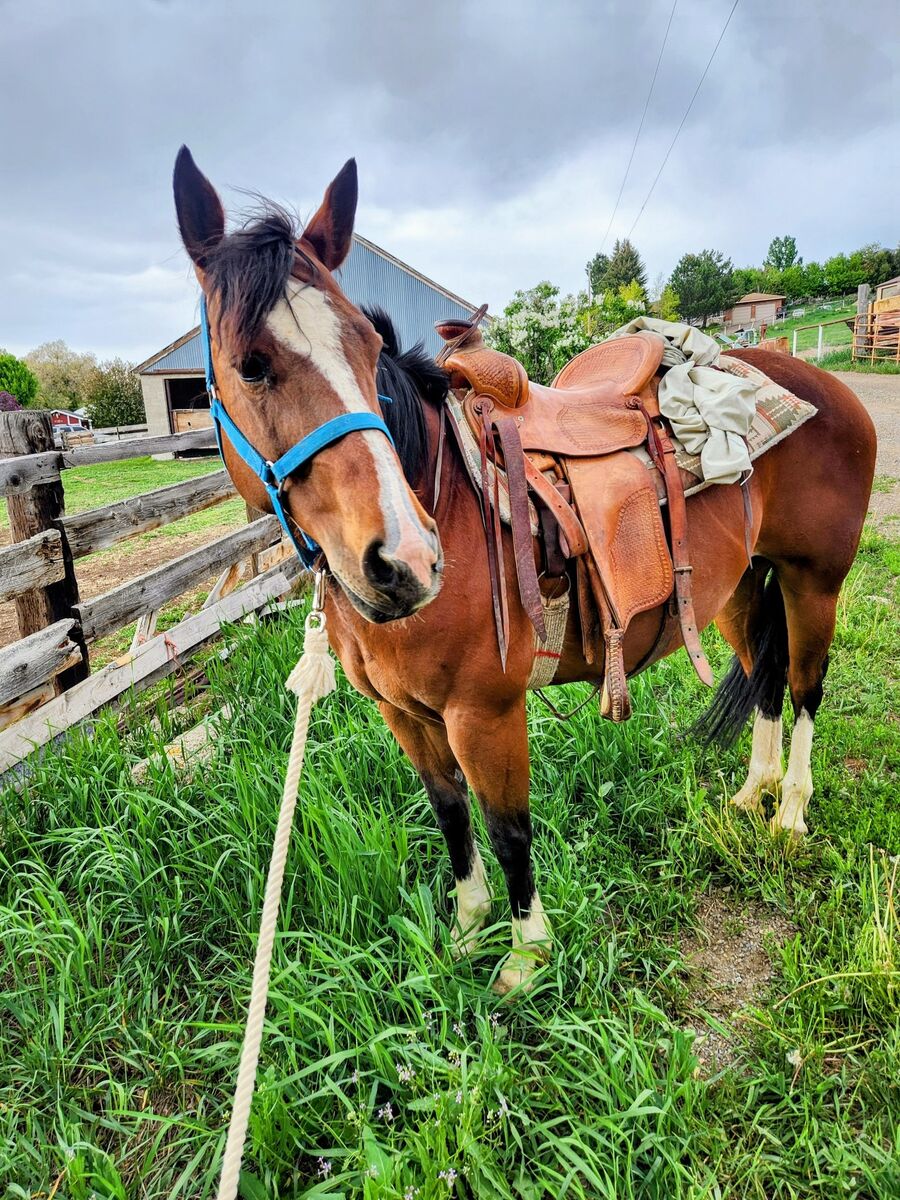13 year old registered Bay Mare