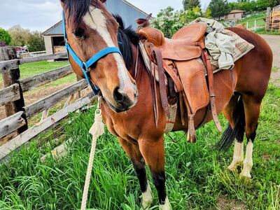13 year old registered Bay Mare