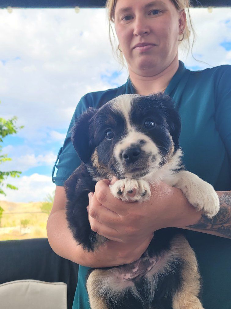 Mini Australian Shepherd Puppy -1 Male,2 female Tri-color, Ready for Forever Home!