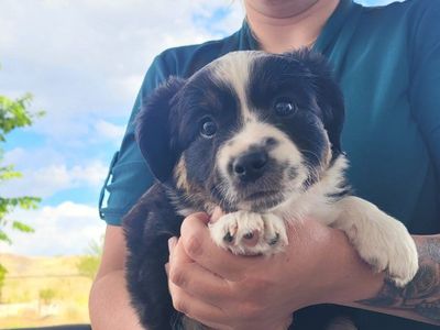 Mini Australian Shepherd Puppy -1 Male,2 female Tri-color, Ready for Forever Home!