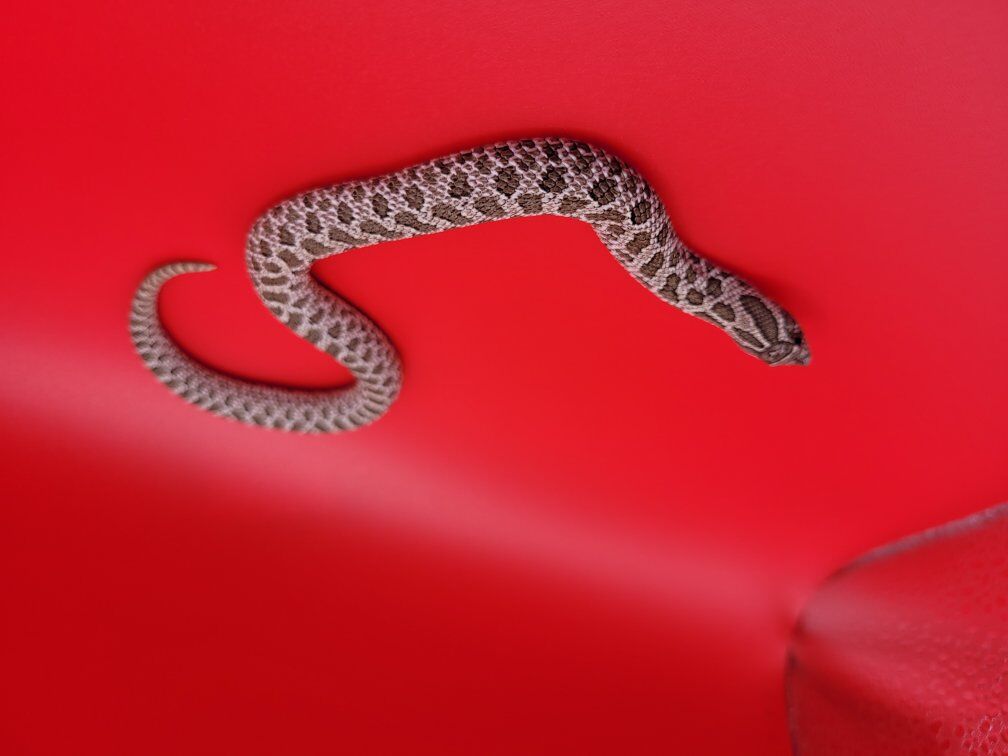 Western Hognose