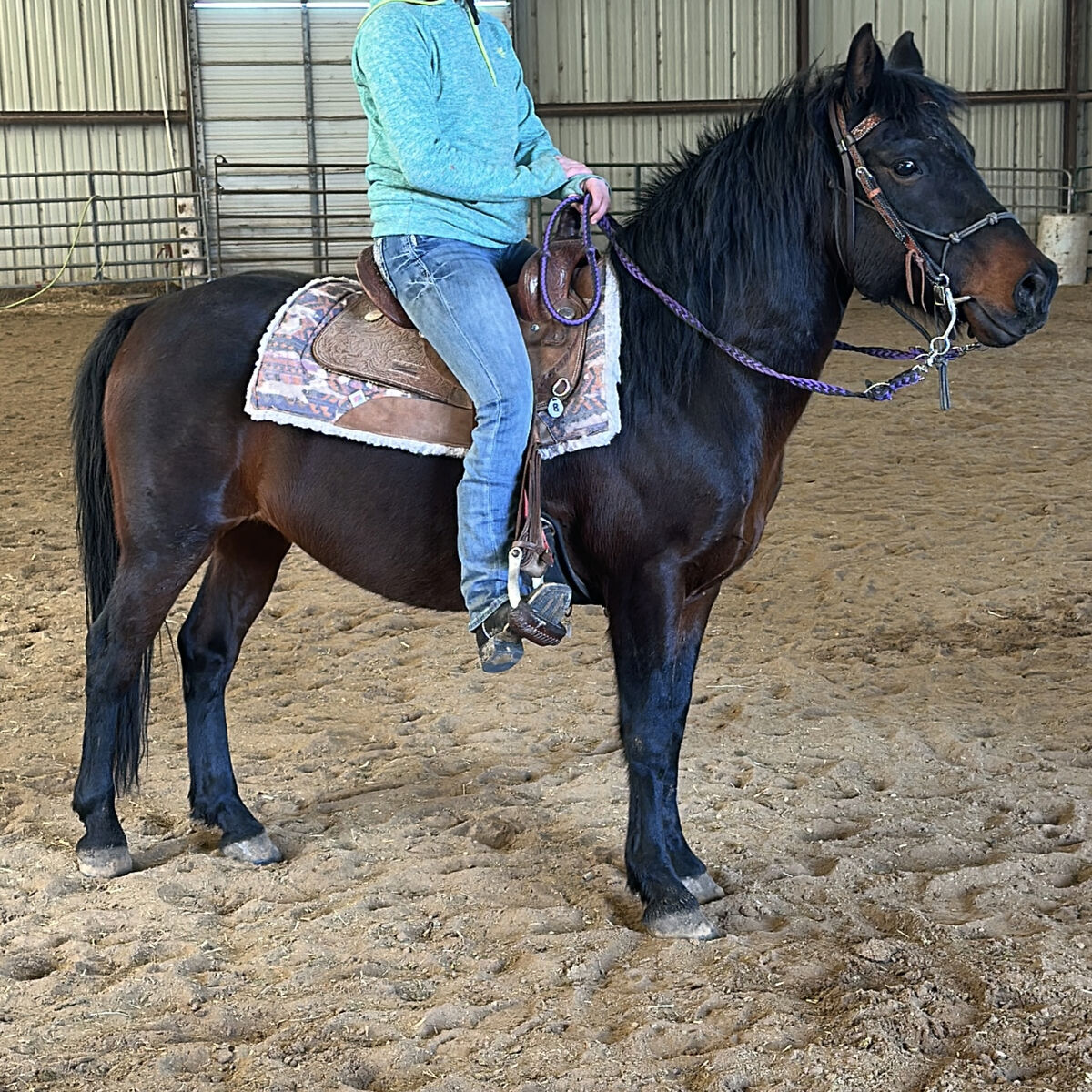 4H Prospect Pony