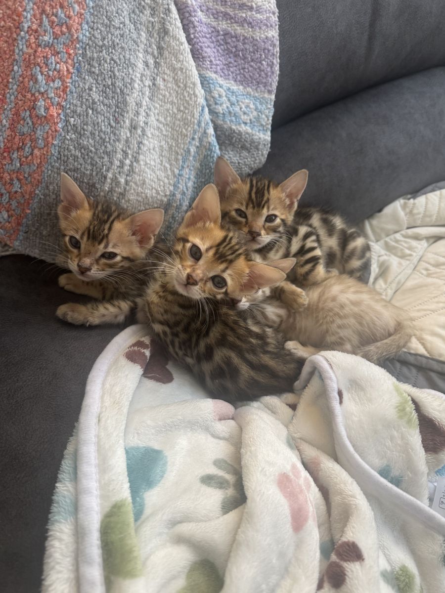 Adorable Bengal Kittens - Soon Ready for Their Forever Homes! Multiple Colors & Patterns