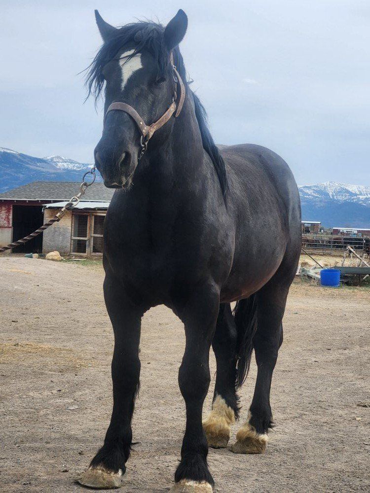 Percheron stallion