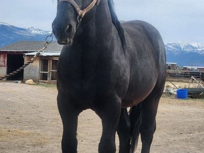 Percheron stallion