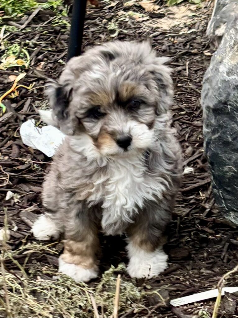 Multigenerational Bernedoodle Puppies