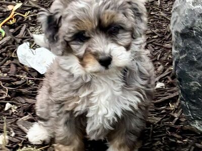 Multigenerational Bernedoodle Puppies