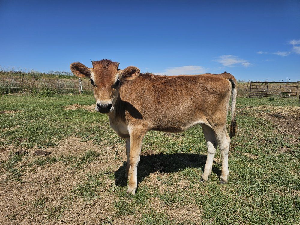 Jersey Calf - Female Dairy Calf. Cow/calf Pair.