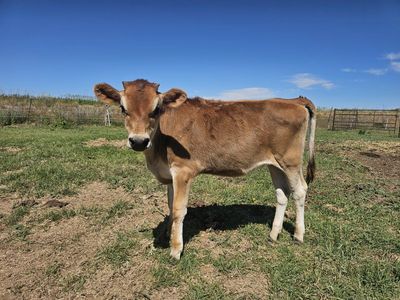 Jersey Calf - Female Dairy Calf. Cow/calf Pair.