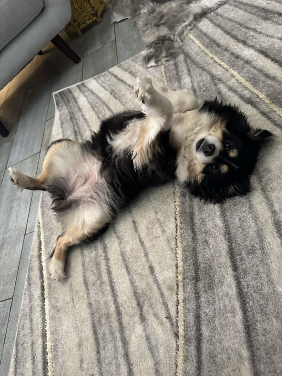 Looking for stud for mini Aussie