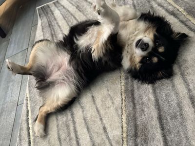 Looking for stud for mini Aussie