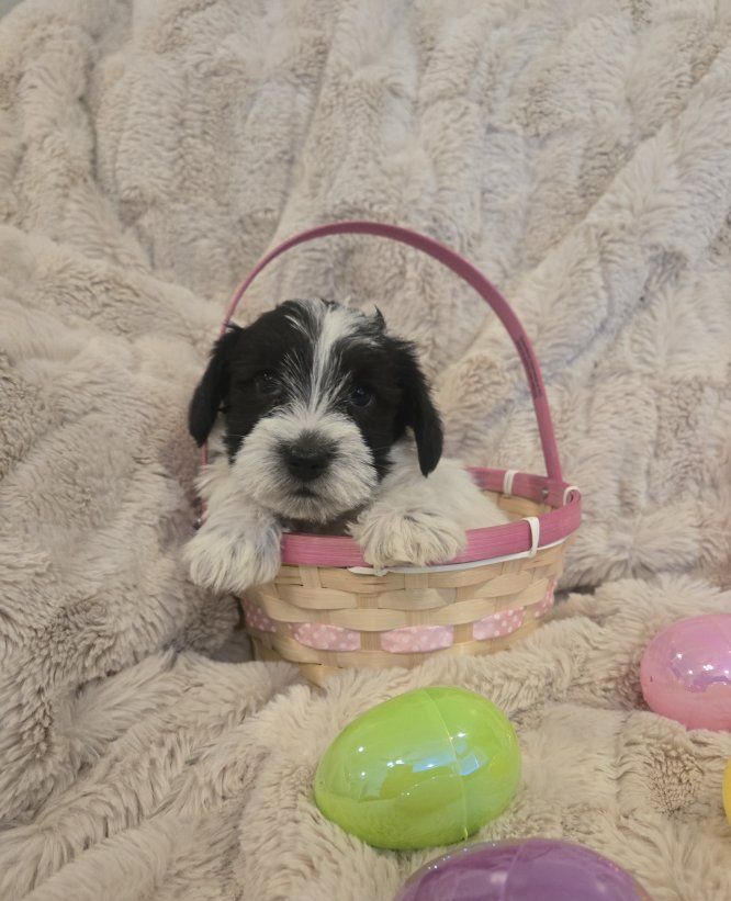 *!*Mini Schnauzer Puppies*!*