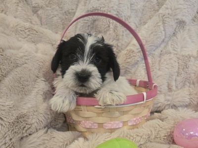 *!*Mini Schnauzer Puppies*!*