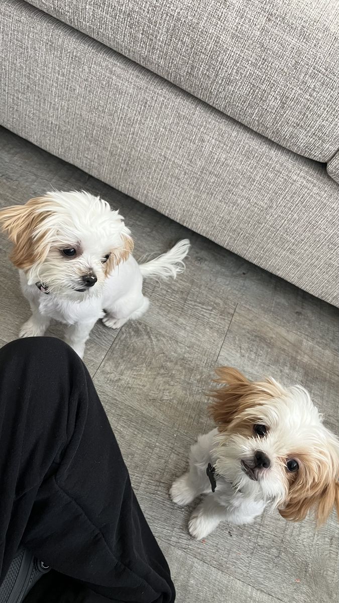 Puppies for sell