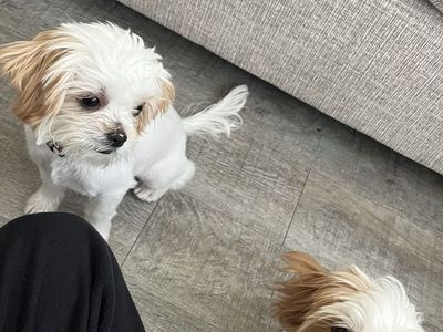 Puppies for sell
