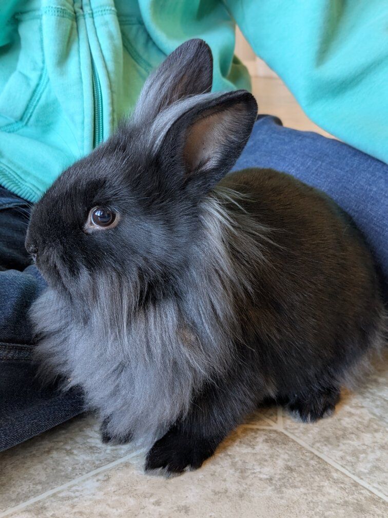 Black Lionhead Rabbit