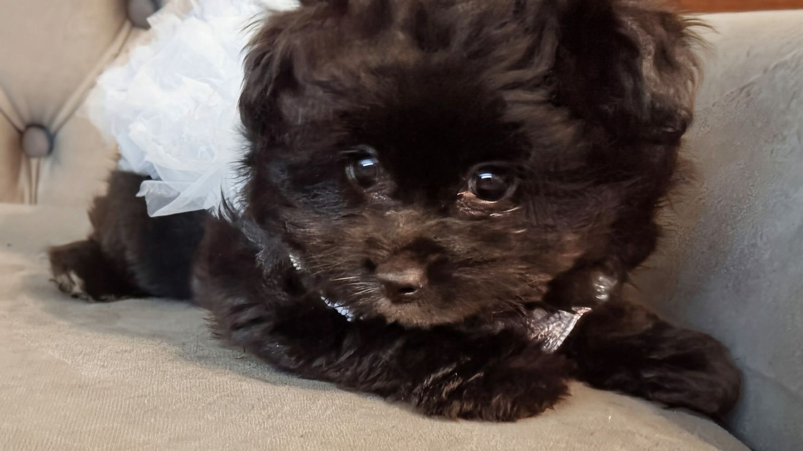 F1 Pomapoo puppy Coco Chanel