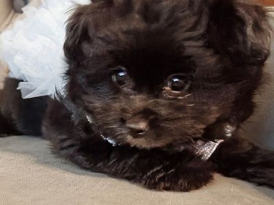 F1 Pomapoo puppy Coco Chanel