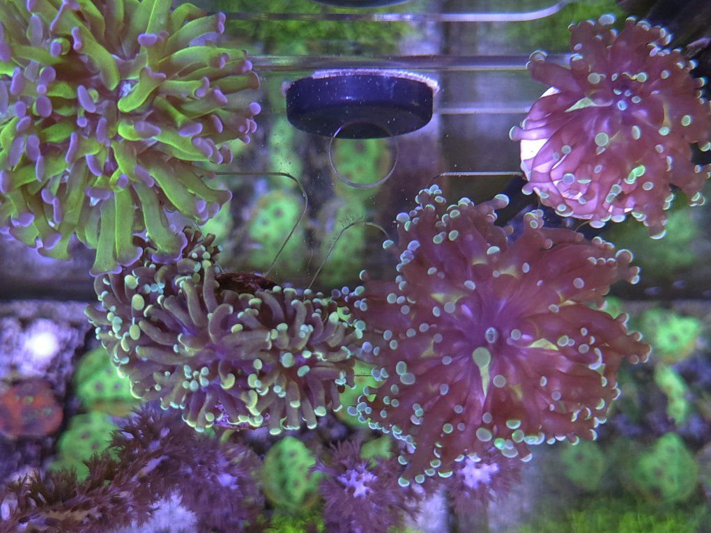 Frogspawns, and hammers