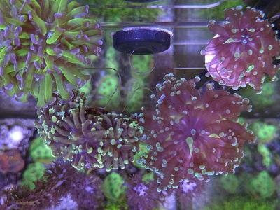 Frogspawns, and hammers