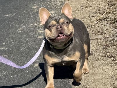 Female french bulldog