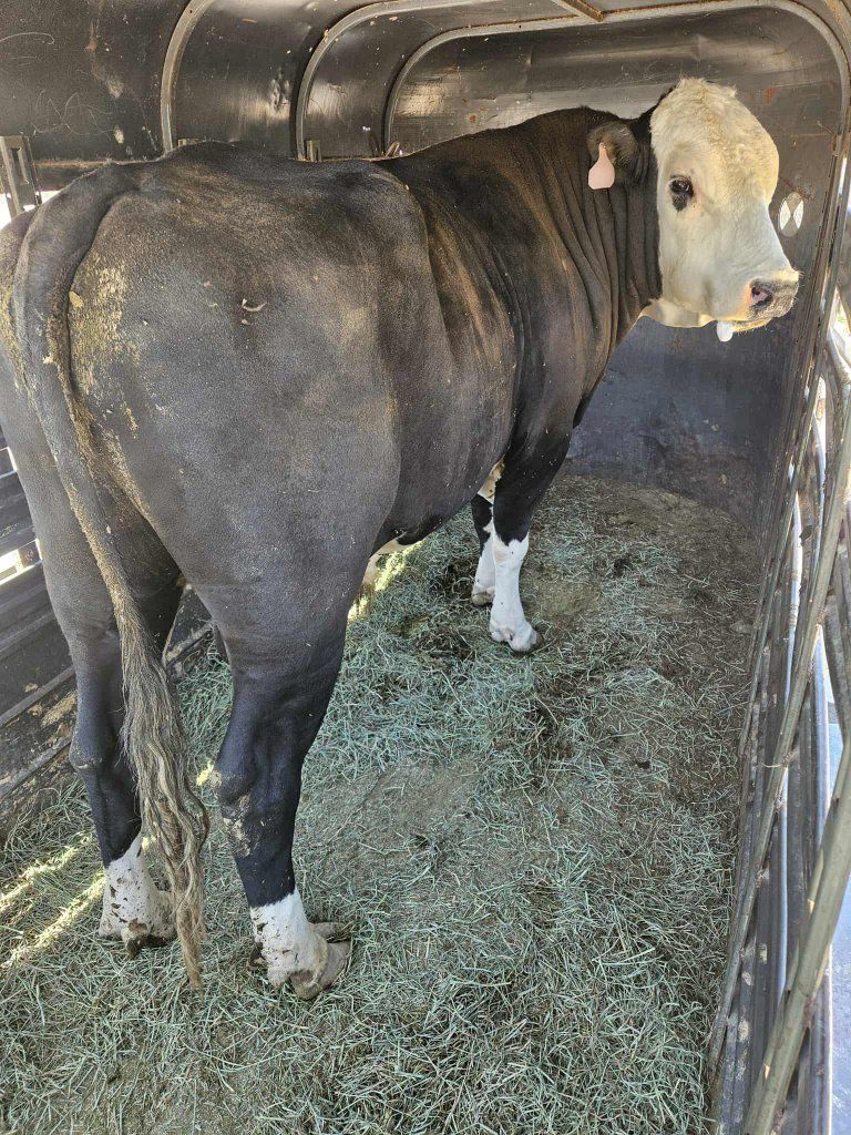 Black hereford