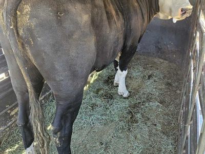 Black hereford